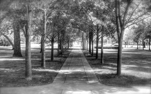 walking-in-the-summer-park-photos